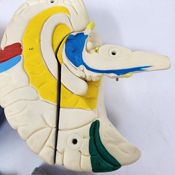 Neuroanatomical Brain Model 6" Anatomically Accurate Educational Tool - Picture 7 of 7